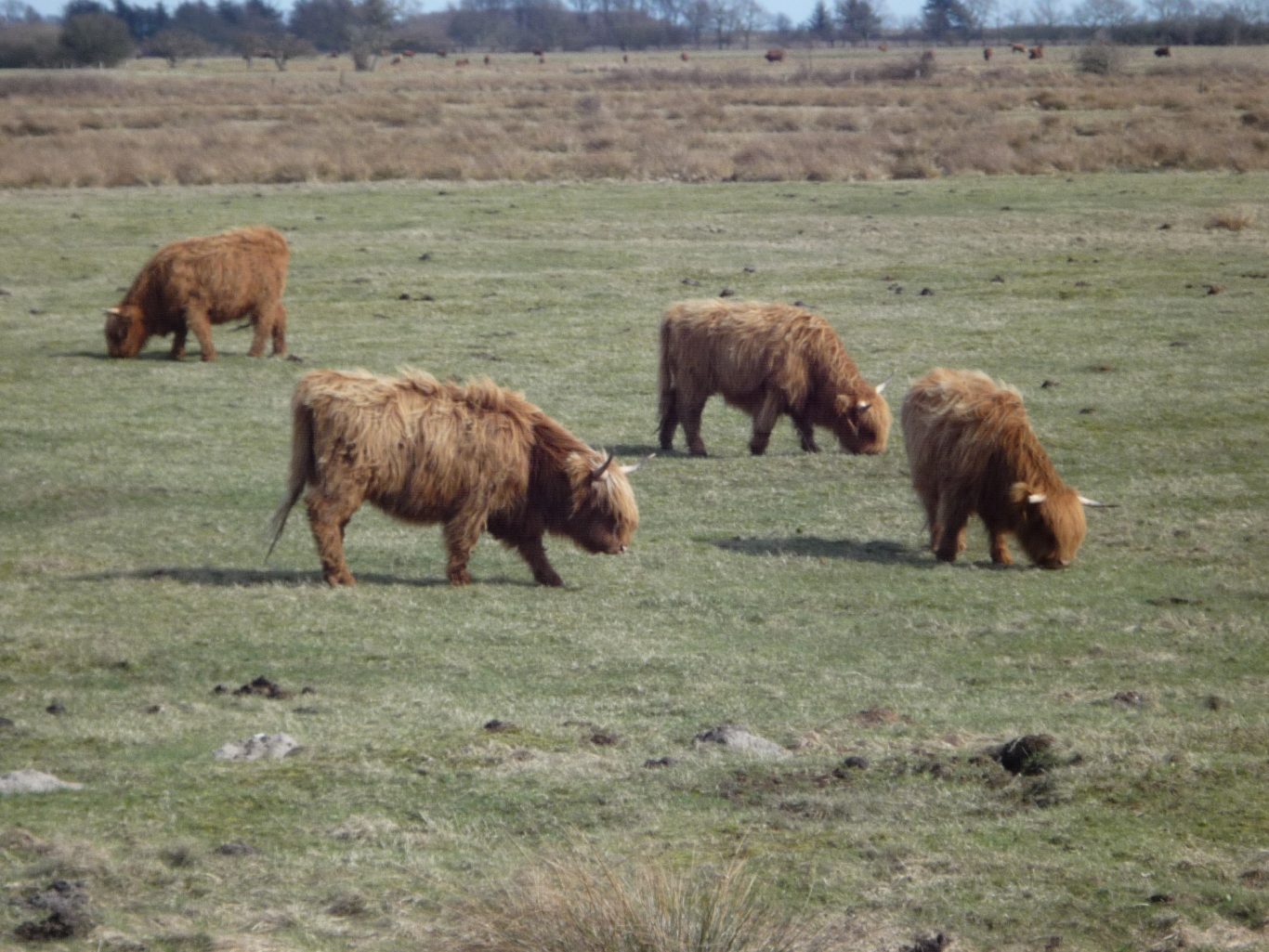 Spaziergang an der Birk Natur Kappeln und Umgebung, Kiekut 9 - Ferienwohnung