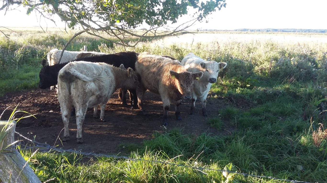 Birk - Naturschutzwege Natur Kappeln und Umgebung, Kiekut 9 - Ferienwohnung